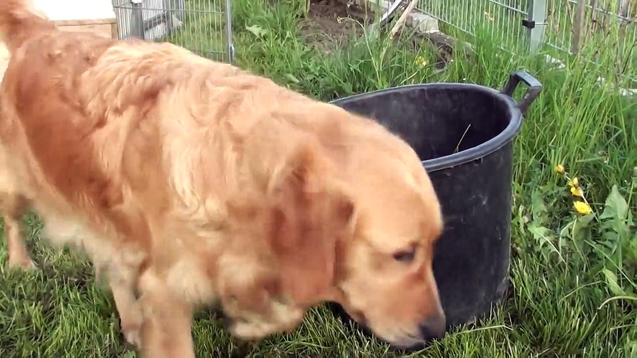 Schwarm_von_Golden_Retriever_Welpen Dog