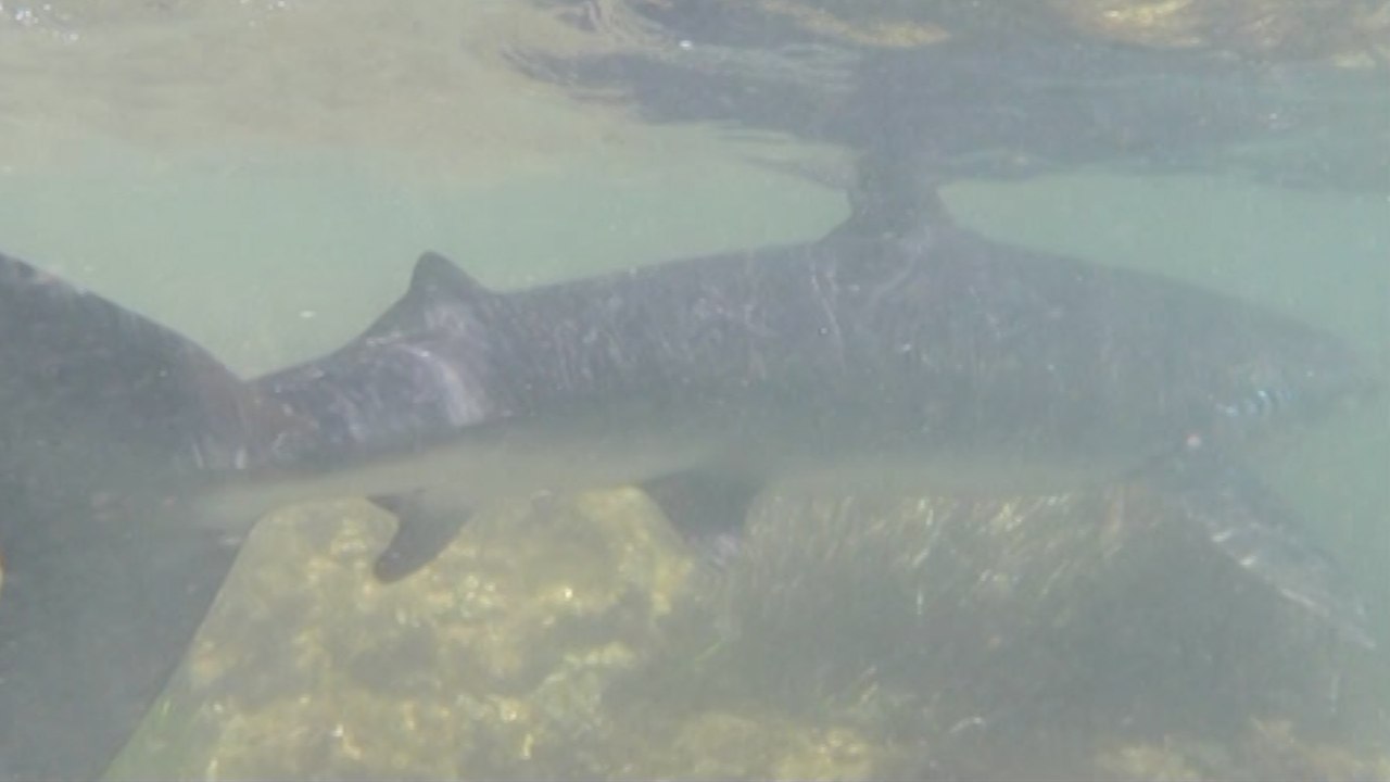 Le Requin Bleu Est Il Dangereux