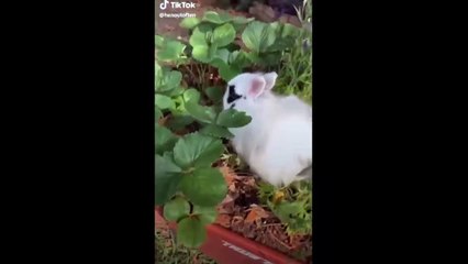 tik toks that make me chuckle in summer