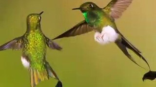 Humming Birds क्यों है इतना खास- Sk Motivate - #shorts #AshortAday #facts #skmotivate