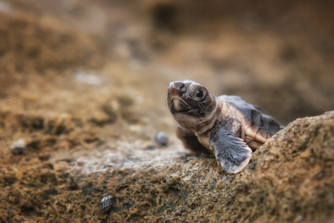 Sea Turtle Species on Track to Break Florida Nesting Record