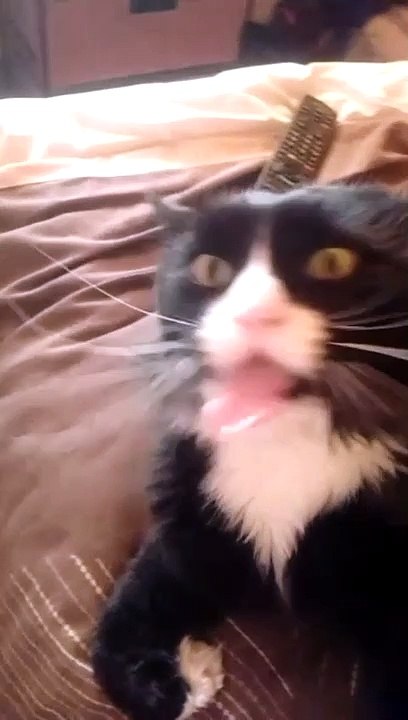 Cat Makes Funny Noises While Being Stroked