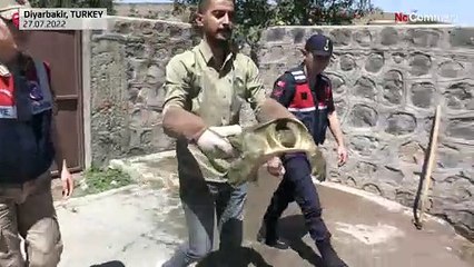 Tartaruga do Eufrates salva do sol abrasador