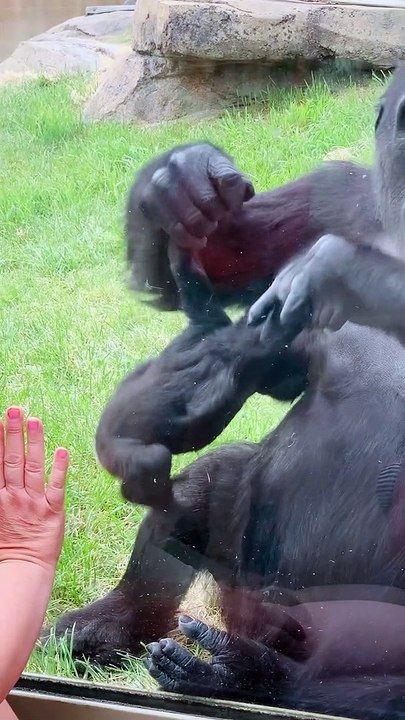 Mother Gorilla Shows off Baby at Calgary Zoo