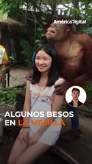 Un tierno #orangután decidió coquetear con una chica en un #zoológico