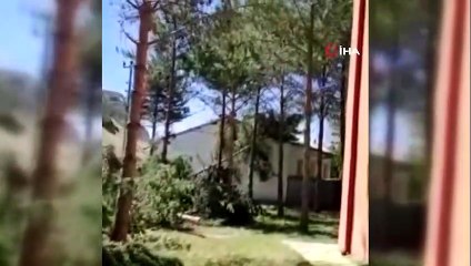 Gölge yapıyor diye cami bahçesindeki çeyrek asırlık ağaçları kestiler