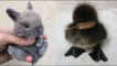 Cutest baby animals Videos Compilation Cute moment of the Animals - Cutest Animals