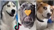 Most Amazing DOGGOS of TikTok Compilation  Dogs Doing Funny Things