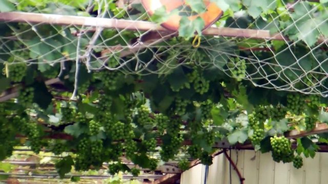 Harvesting Grapes in Japan