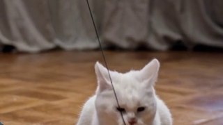 Baby Cat |Bast Cat Funny Video in 2022 | Pat Funny Video |Animals Funny Video |