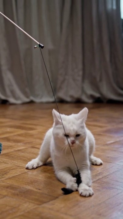 Baby Cat |Bast Cat Funny Video in 2022 | Pat Funny Video |Animals Funny Video |