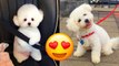 Bichon Frise  Cute And Adorable Videos And Tik Toks Compilation