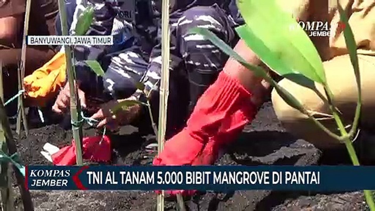 TNI AL Tanam 5.000 Bibit Mangrove di Pantai Banyuwangi