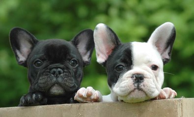 Funny and Cute French Bulldog Puppies Compilation #1 - Cutest French Bulldog