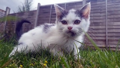 Baby cat Cute and funny cat video compilation cat video brain master