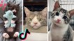 Most Adorable Kittens & Funniest Cats ~ Best of TikTok Compilation
