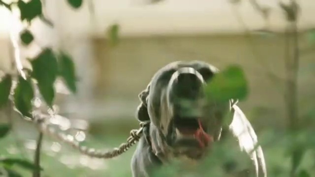 DOGS BARKING to Make your Dog Bark | 11 Dog Breeds Barking Sound Effects HD