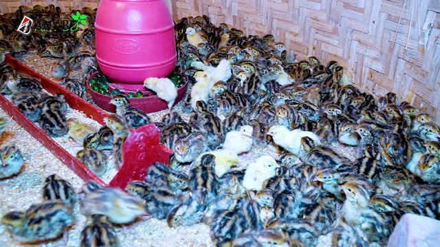 মাসে ২৫ হাজার টাকা আয় ১ হাজার কোয়েল পাখি পালনে । কোয়েল পাখি পালন পদ্ধতি ও আয় ব্যয় A to Z