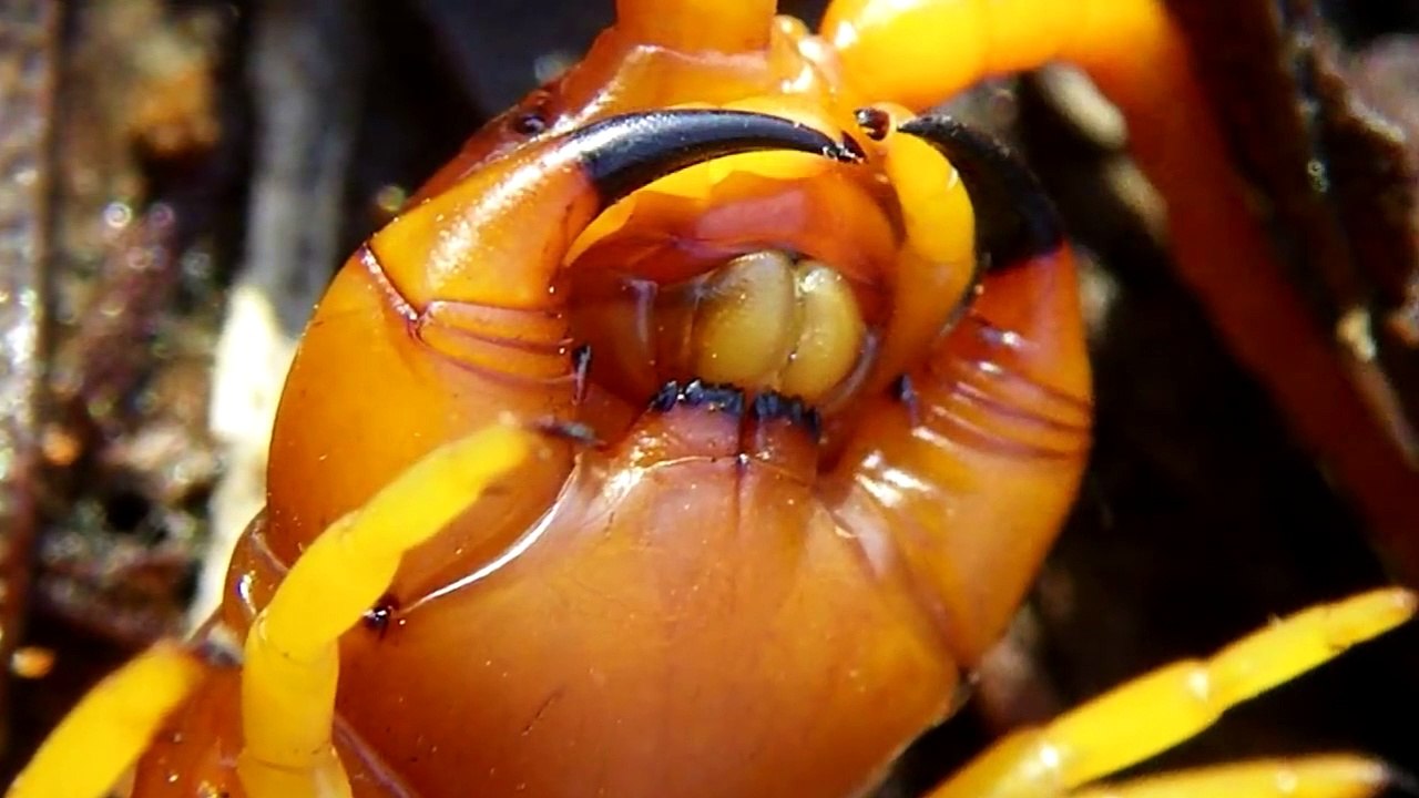 TOP 10 Increíbles Animales Extintos Que Afortunadamente No Existen _ Parte1