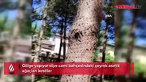 Gölge yapıyor diye cami bahçesindeki çeyrek asırlık ağaçları kestiler