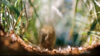 Hewan ini sudah hampir punah