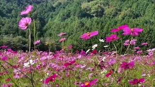 Beautiful Flower in Ozu Park