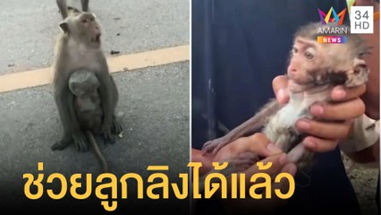 ช่วยลูกลิงหัวติดโหลได้แล้ว จนท.กรมอุทยานดูแลก่อนปล่อยสู่ป่า | ข่าวเที่ยงอมรินทร์ | 28 ก.ค.65