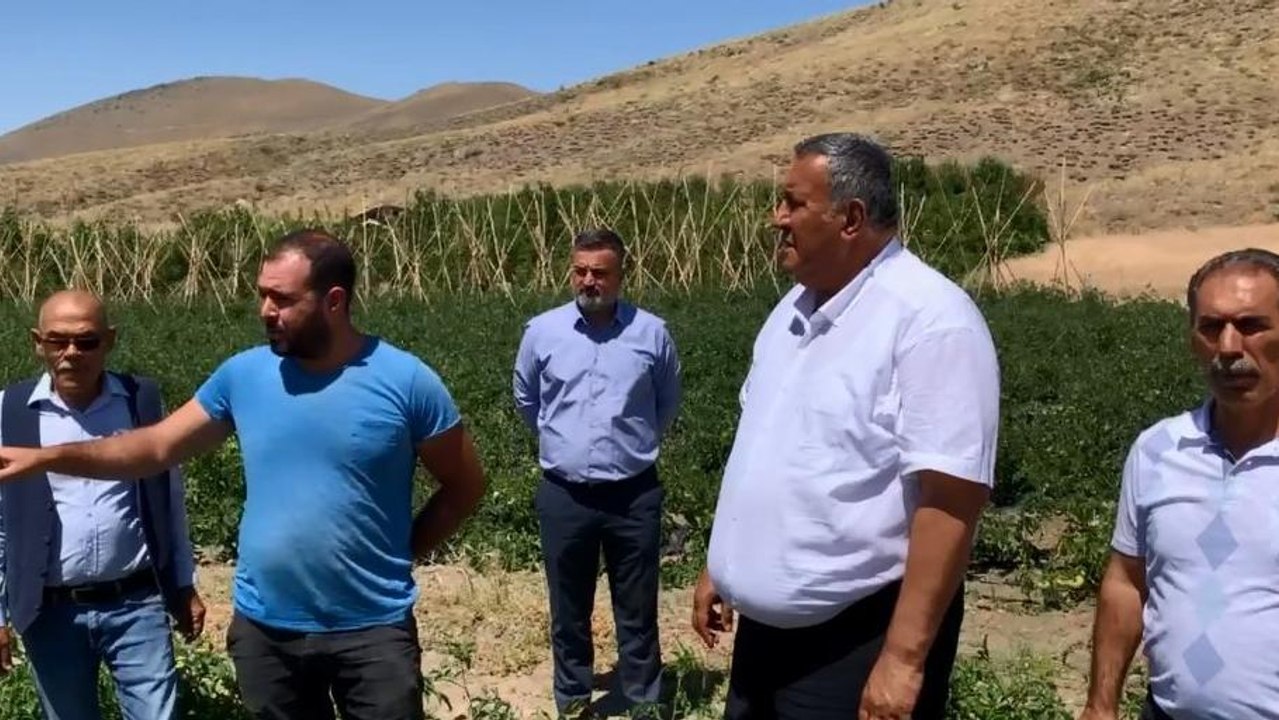 Üreticinin yüzü gülmüyor: Sabaha kadar yaban domuzu nöbeti tutmaya başladılar