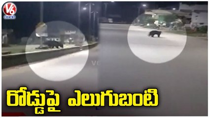 Bear Spotted At Palakurthy SC Colony , Public In Fear _ Jangaon _ V6 News