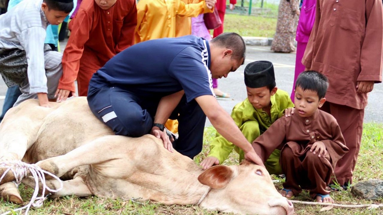 Maskulin Special Aidiladha : Bolehkah Berkongsi Haiwan Korban Untuk Tujuan Korban Dan Akikah?