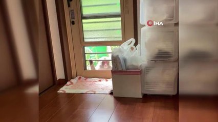 Japonya'da maymunların saldırdığı kişi sayısı 58'e yükseldi