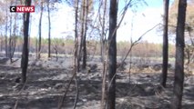 Gironde : les propriétaires de forêts sinistrés