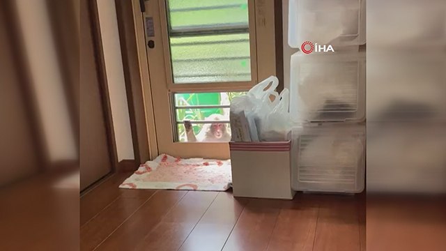 Japonya’da maymun saldırıları; 58 kişi yaralandı