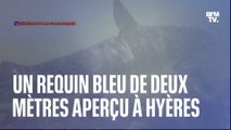 Un requin bleu de deux mètres aperçu à Hyères dans le Var