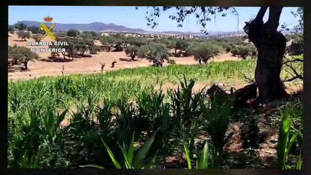 La Guardia Civil desmantela en El Viso una plantación de más de 7.000 plantas de marihuana