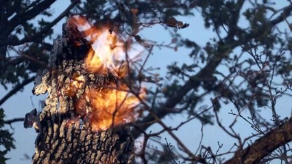 Ardèche: l'incendie qui a ravagé près de 1.200 hectares quasiment fixé