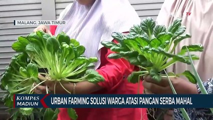 Urban Farming Solusi Warga Atasi Pangan Serba Mahal