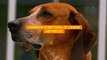 Common Symptoms of Canine Arthritis