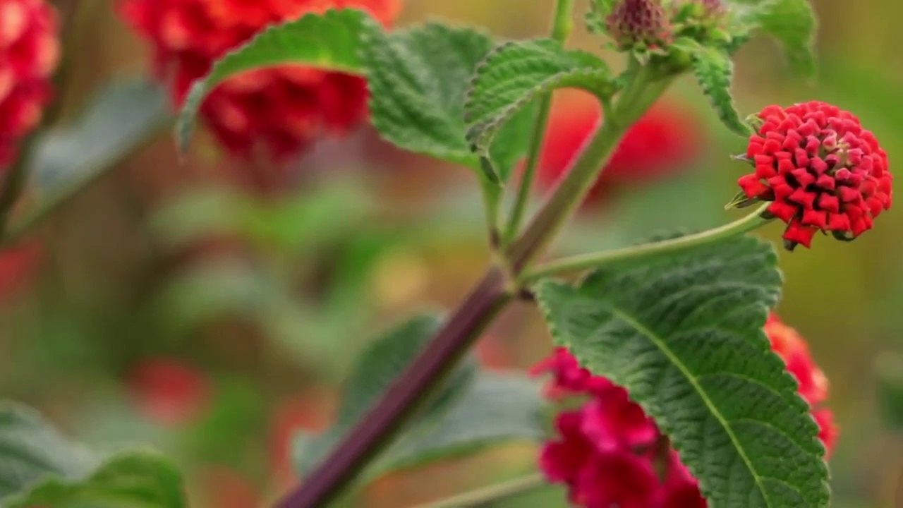 Flower Natiral vides