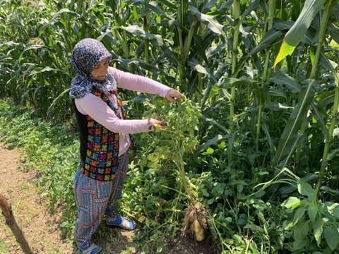 Sakarya'da şaşırtan olay: Tarlalarına patates ektiler, domates çıktı