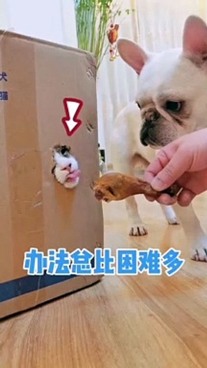 One skill to clip the nails for your kitty