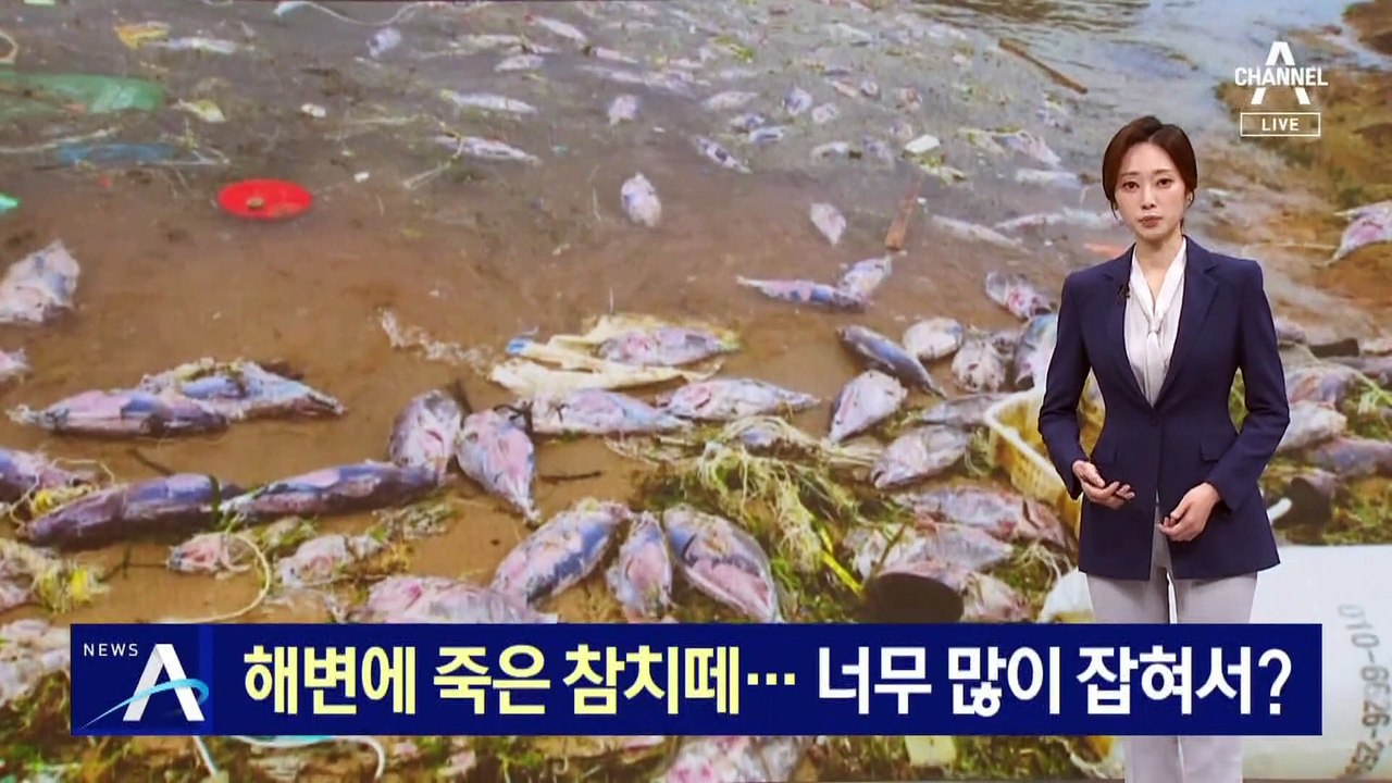 해변에 죽은 참치떼…너무 많이 잡혀서?
