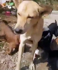 Mother dog feeds it's baby & others