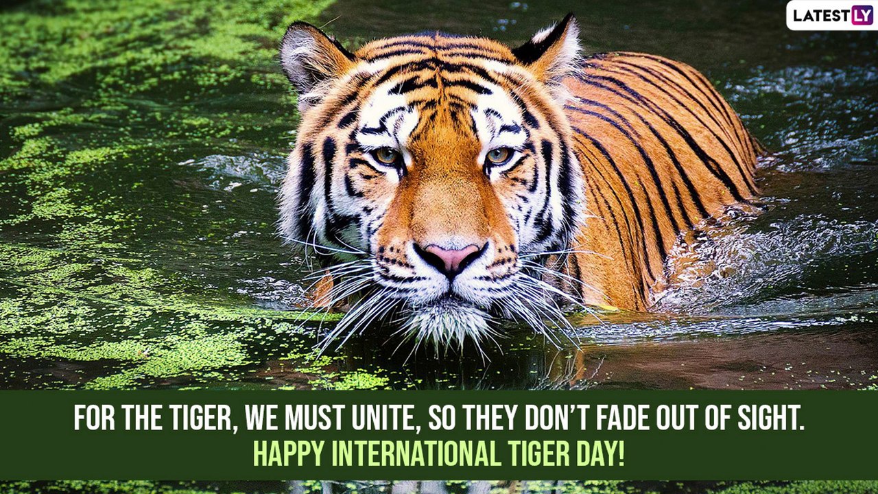 International Tiger Day 2022 Quotes: Messages, Sayings, HD Wallpapers & Texts To Celebrate the Event
