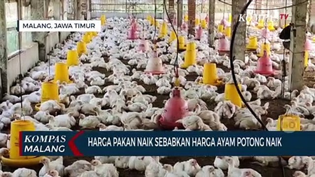 Peternak: Harga Ayam Potong Naik Karena Harga Pakan Naik
