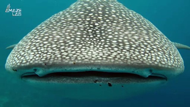 Whale Sharks Are Our Planet’s Biggest Sharks, But They Might Prefer Salads Over Humans