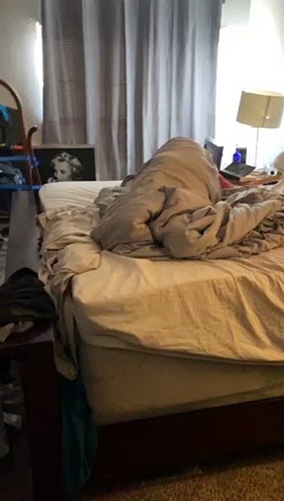 Pitbull Befuddled By Blankets