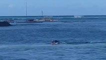 Hawaii'de fok balığı kadına saldırdı