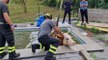 Porto Valtravaglia (VA) - Salvata mucca scivolata in una piscina (28.07.22)