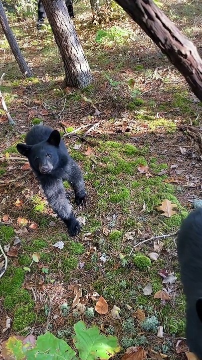 Curious Cubs Approach Hunter